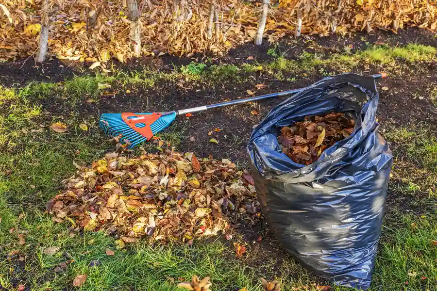 Affordable Yard Cleanup Orange, CA Affordable Yard Cleanup Orange, CA