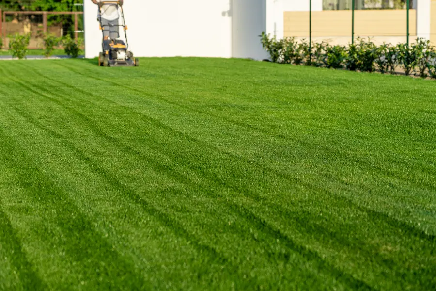 The Impact Of Grass Height On Lawn Health And Aesthetics in Orange CA The Impact Of Grass Height On Lawn Health And Aesthetics in Orange CA